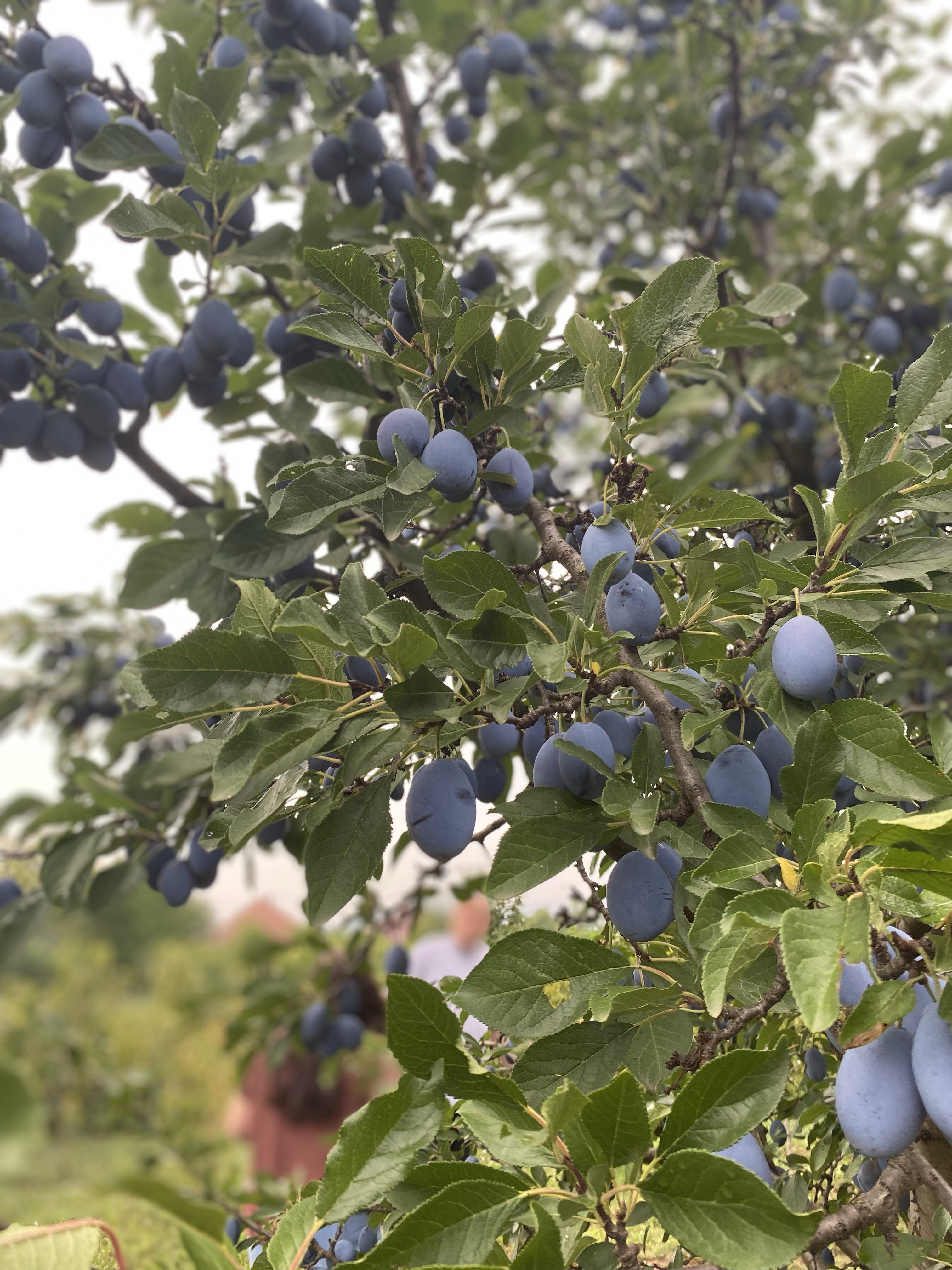 Woyera watsiku la Meyi 29, 2023: Woyera Paulo VI, Papa, image size:3024x4032